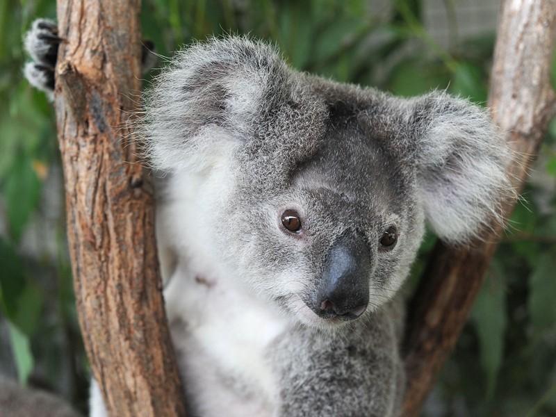 16CM New Arrival Super Cute Small Koala Bear Plush Toys Adventure Koala Doll Birthday Christmas Gift